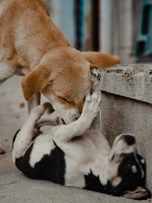 Understanding Dog Body Language