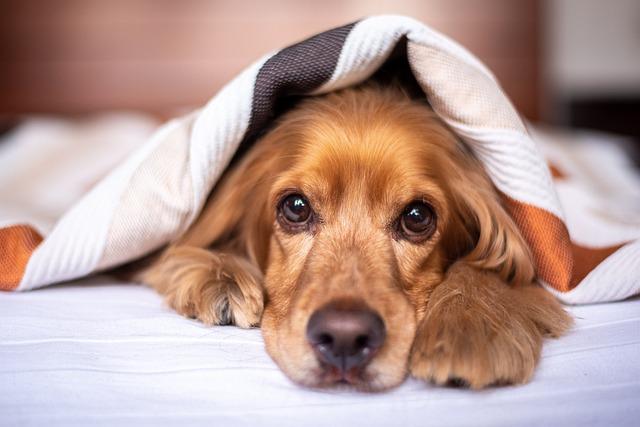 How to Choose the Right Dog Bed for Your Pet