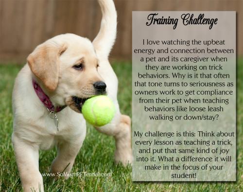 Troubleshooting Common Leash Training Challenges