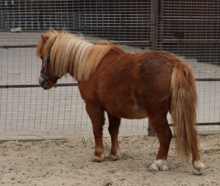The Best Ways to Keep Your Dog’s Teeth Clean
