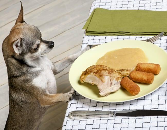 Is It Safe to Feed Your Dog Leftovers