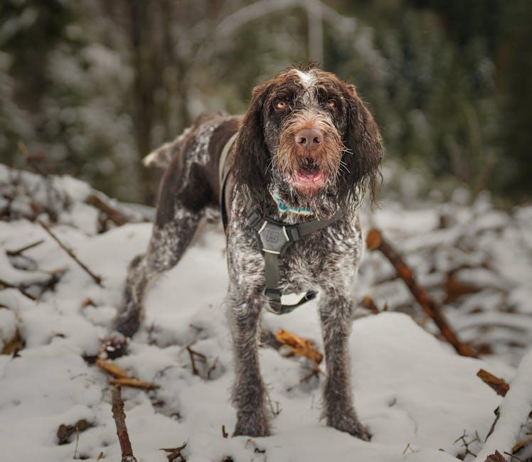 Engaging Your Dog with Soothing Activities