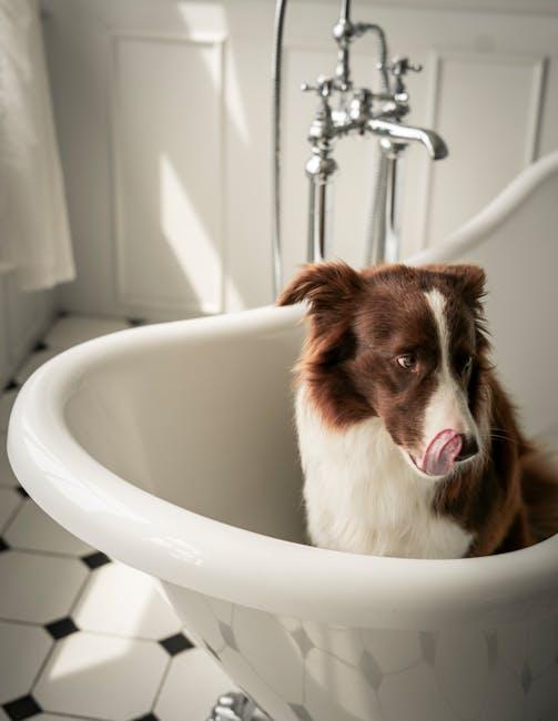 How to clean a dog’s paws after a muddy walk