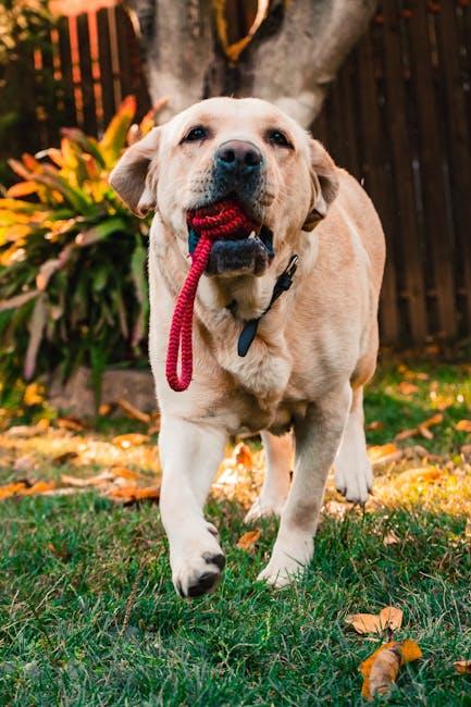 Understanding the Reasons Behind Puppy Biting