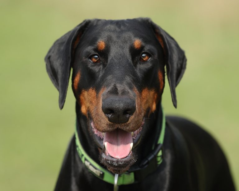 How to train a rescue dog with a traumatic background