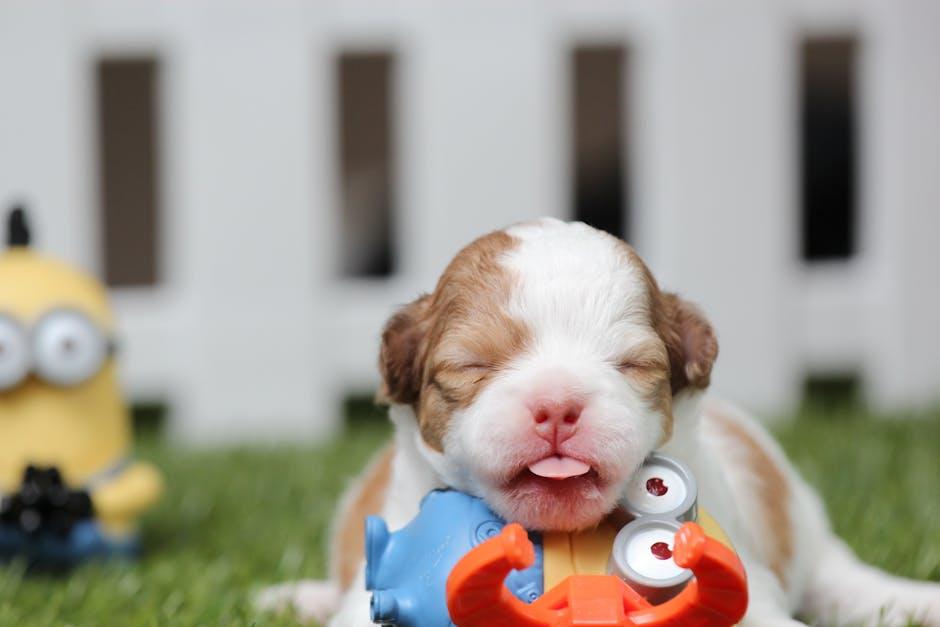 Understanding Separation Anxiety in ‍Dogs