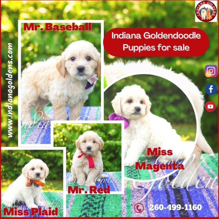The Importance of Early Socialization for Puppies
