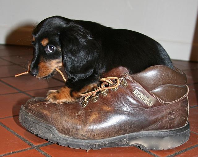 Engaging Your Pup with Enriching Activities