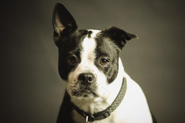 Choosing the Right Collar and Leash for Your Furry Friend