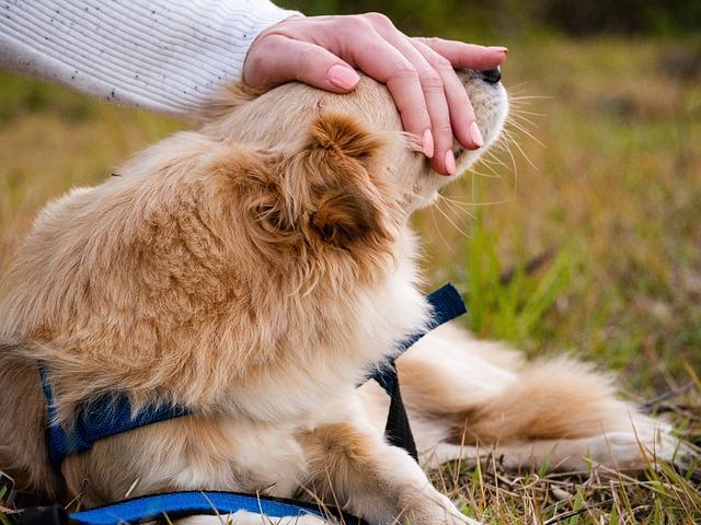 Preparing Your Tools for a Stress-Free Nail Trimming Experience