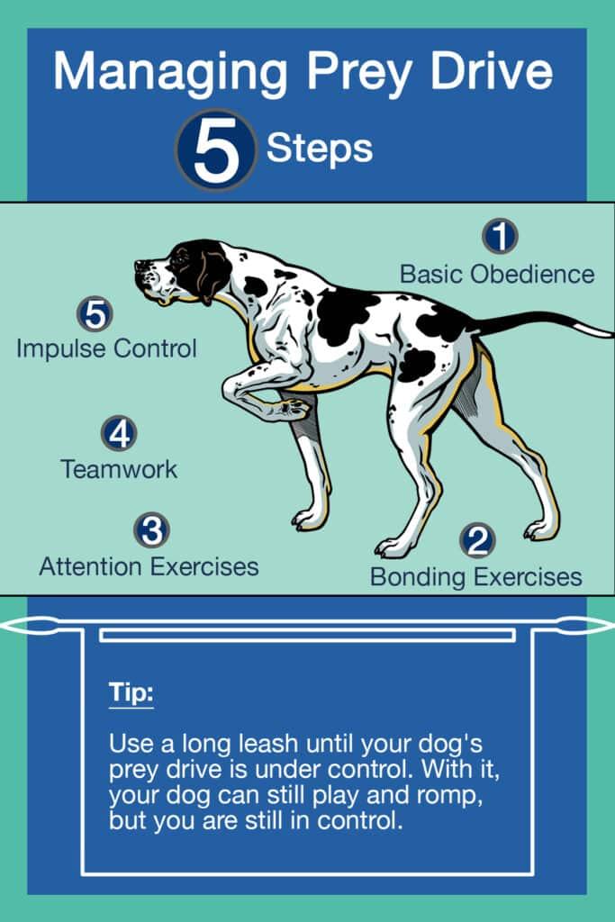 Understanding Your ⁤Dogs Prey⁢ Drive