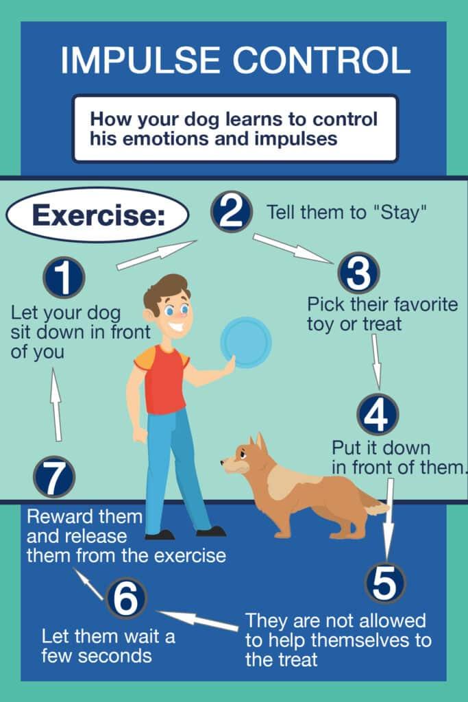 Choosing the Right Toys for Your Dogs Impulse Control Training