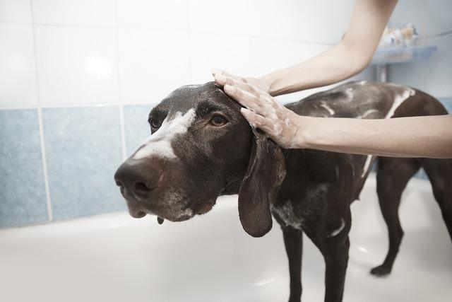 How to Groom Your Dog Without a Professional