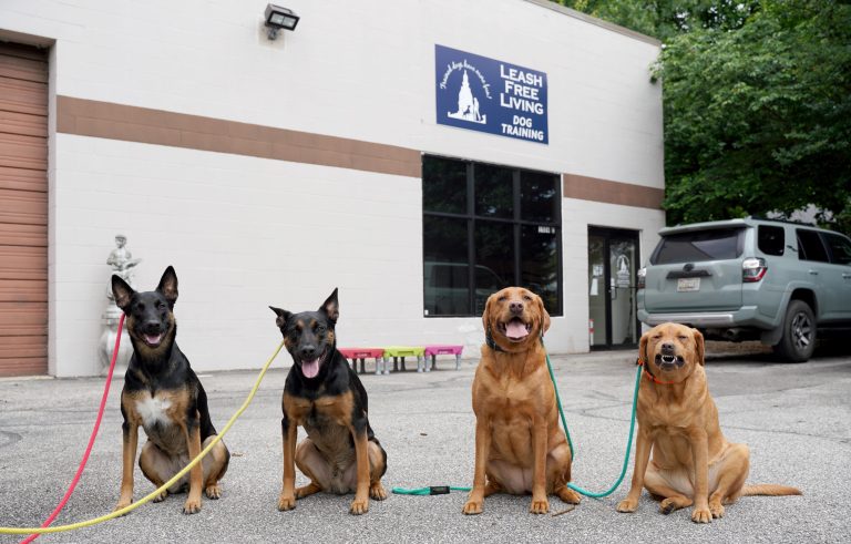 Best Ways to Teach Your Dog to Walk on a Leash