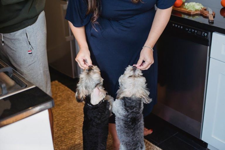 Best diet for dogs with sensitive stomachs