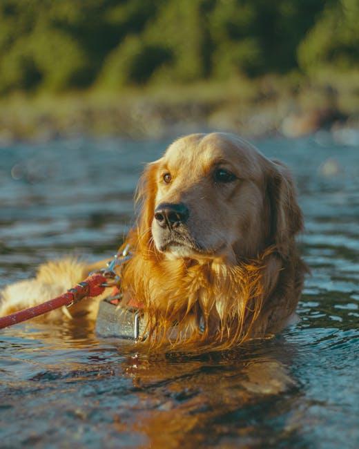 Regular Bathing Techniques for a Clean Coat