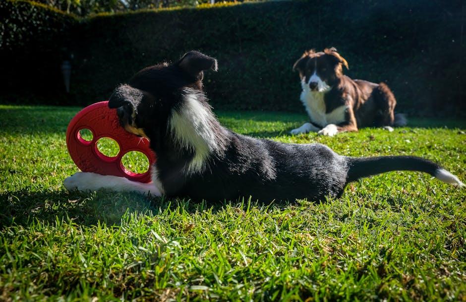 Fetch and Tug Toys to Keep Your Dog Active and Engaged