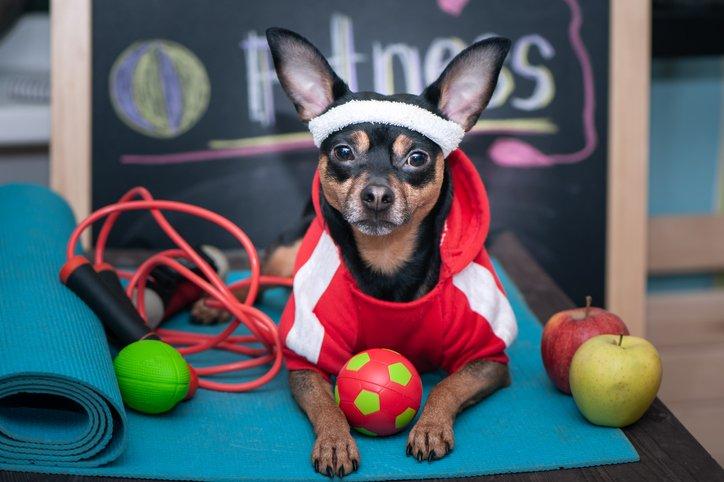Encourage Gentle Exercise with Daily Walks and Playtime