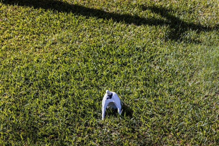 How to Prevent Your Dog from Digging