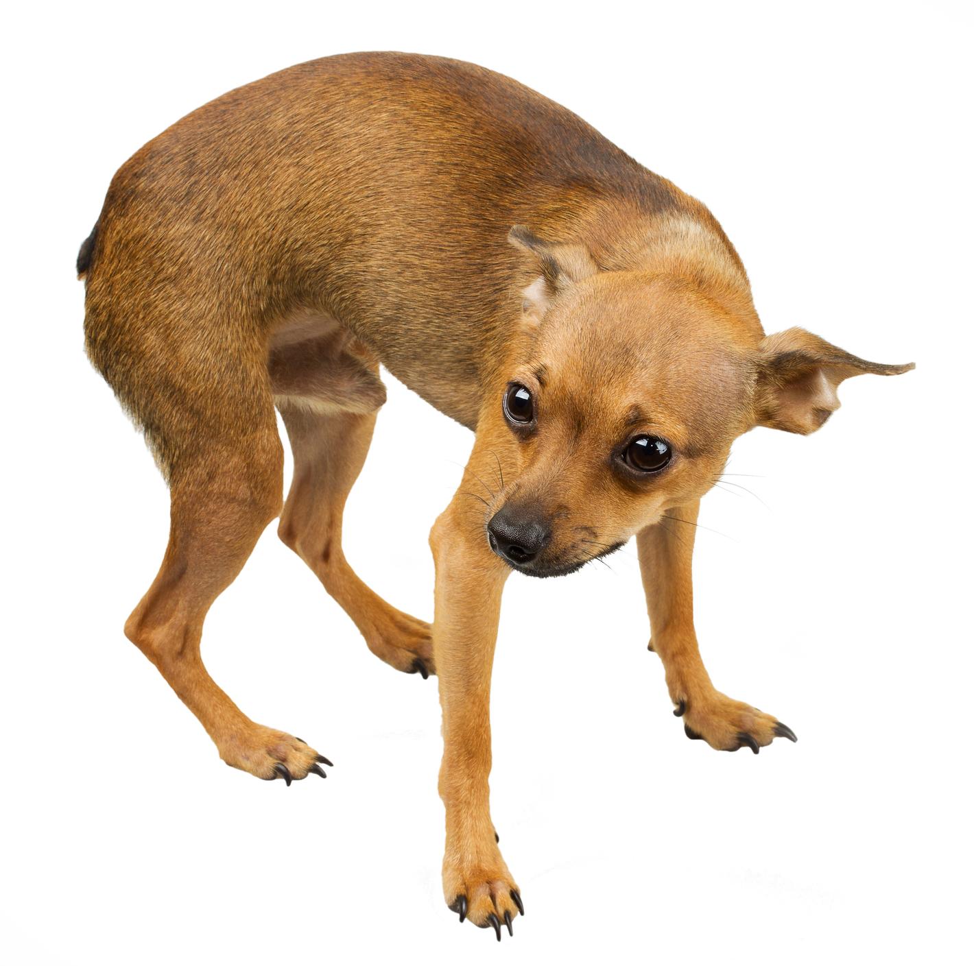 Understanding Canine Fear and Its Root Causes