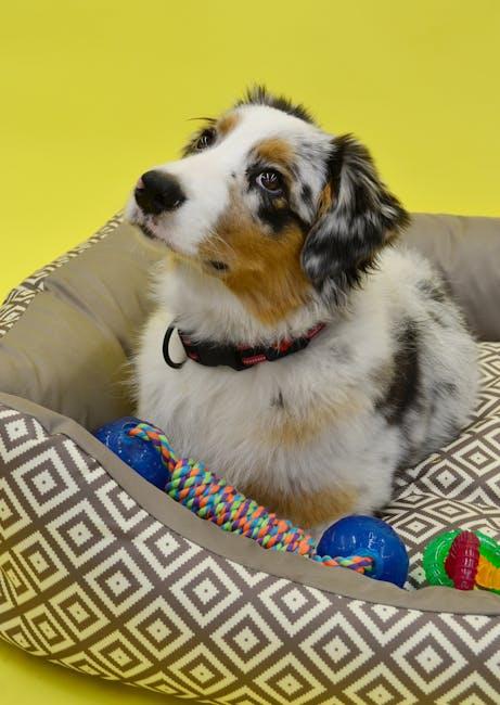 Toys that help with puppy teething discomfort