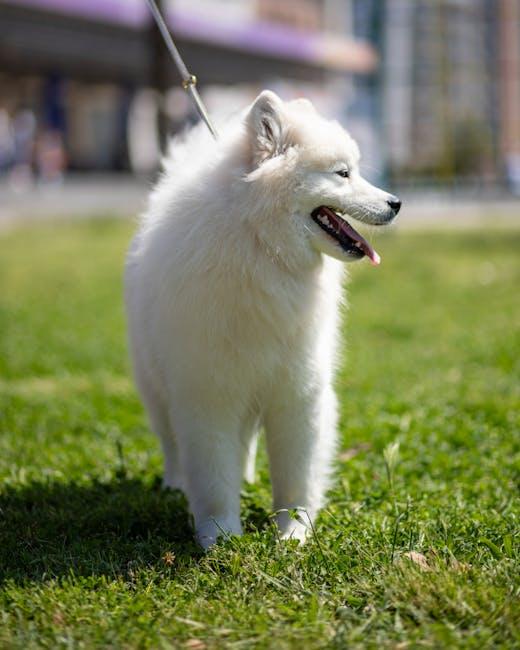 Incorporating Exercise and Playtime for a Happy Pup