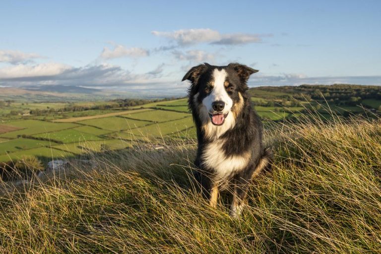 Should You Neuter Your Dog or Keep Them Intact