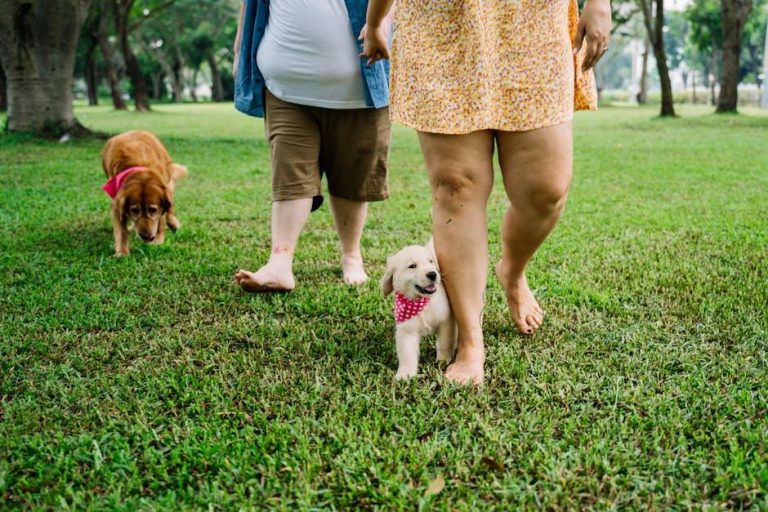 Can You Over Groom Your Dog