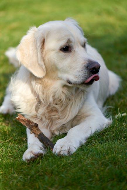 How to prevent dogs from chewing on furniture