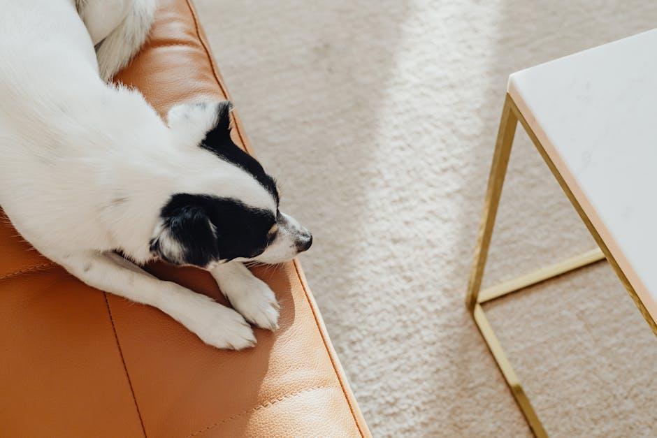 Understanding Why Your Dog Loves the Couch