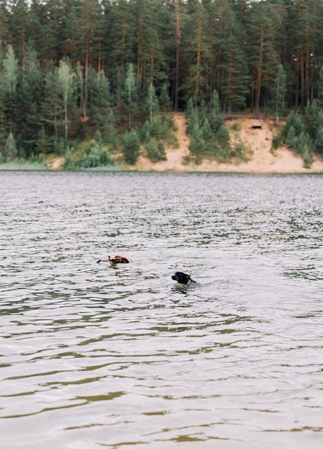 Creating a Safe and Supportive Environment for Your Dog