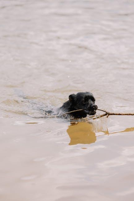 Understanding Your Dogs Exercise Needs