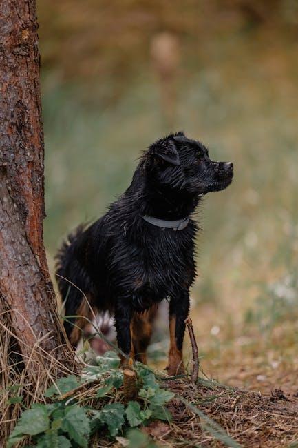 Understanding Your Dogs Coat: The First Step to Managing Shedding