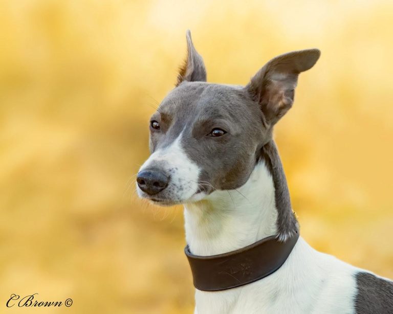 How to choose the right dog bed for large breeds