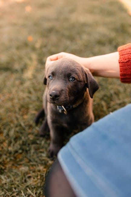 Best ways to teach basic commands to puppies