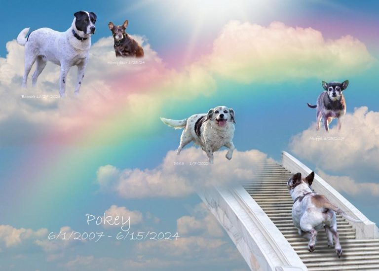 Are Prescription Diets Necessary for Sick Dogs