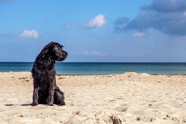 Essential Gear to Pack for Your Furry Friend