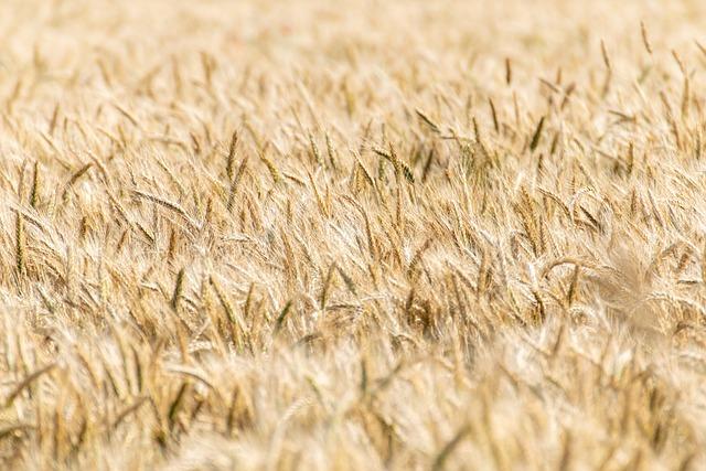 Exploring the Connection Between Grain Free Diets and Canine Heart Health