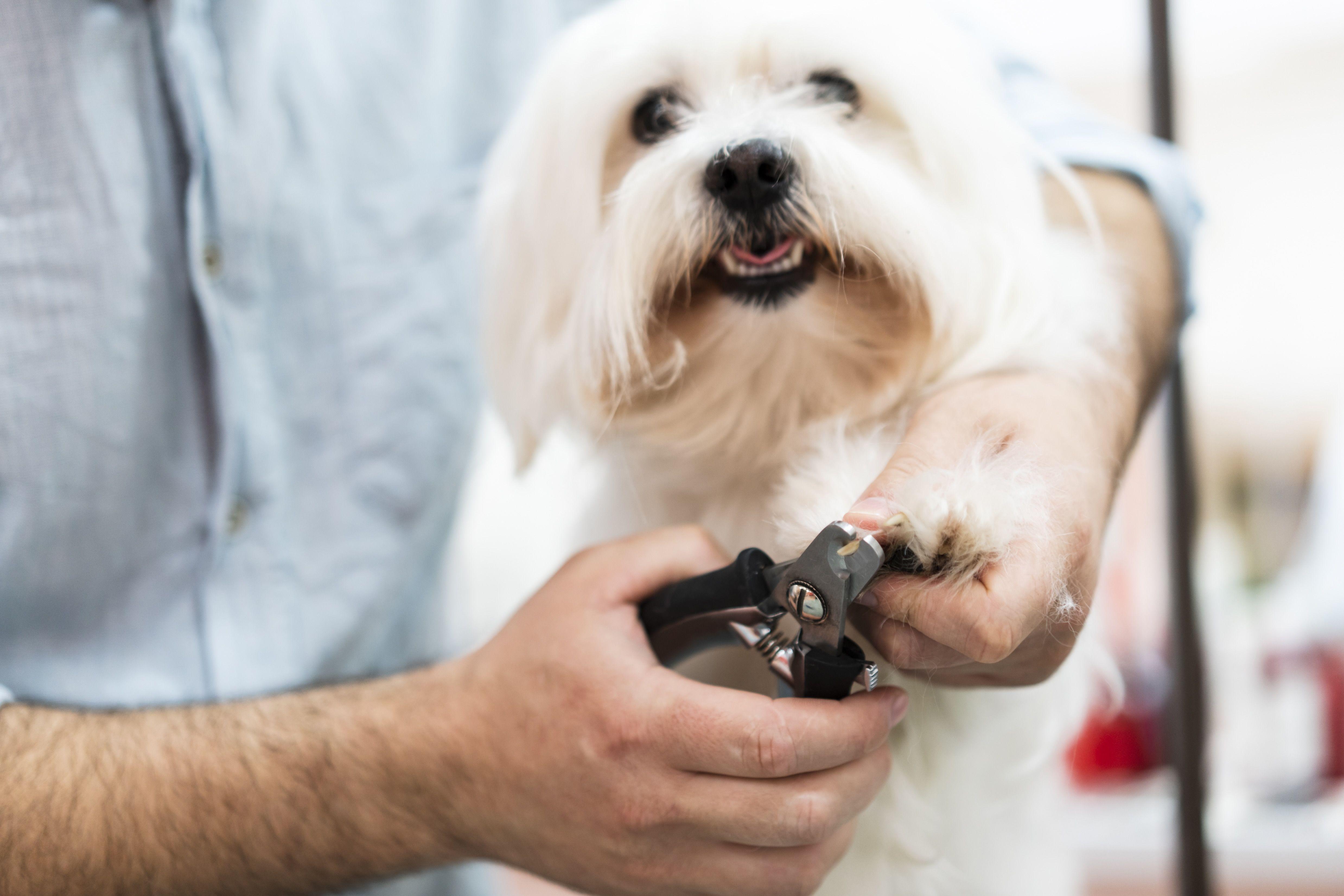 Understanding the Risk: Recognizing Common Dog Theft Scenarios