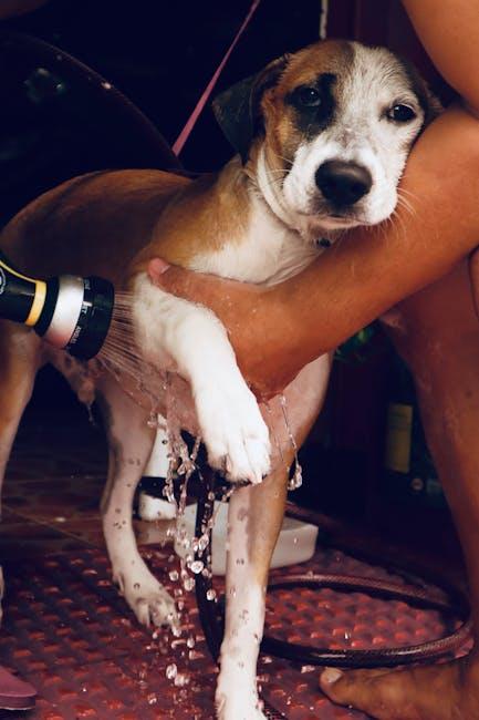 Safe and Natural Products to Keep Paws Healthy