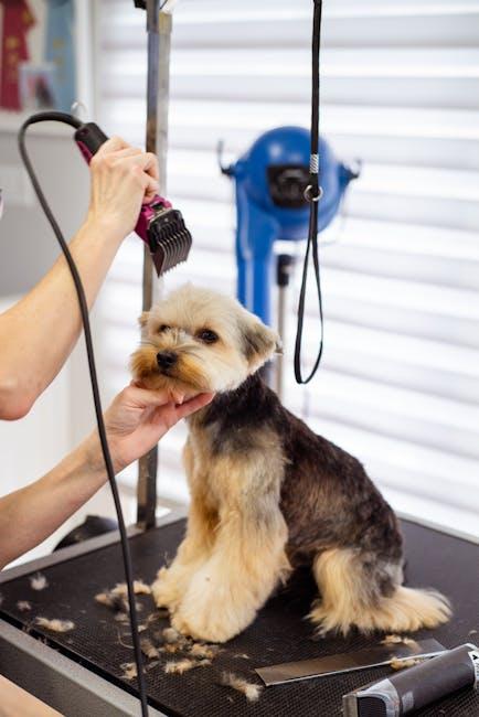 Understanding‍ Your Senior Dogs Unique ​Grooming Needs