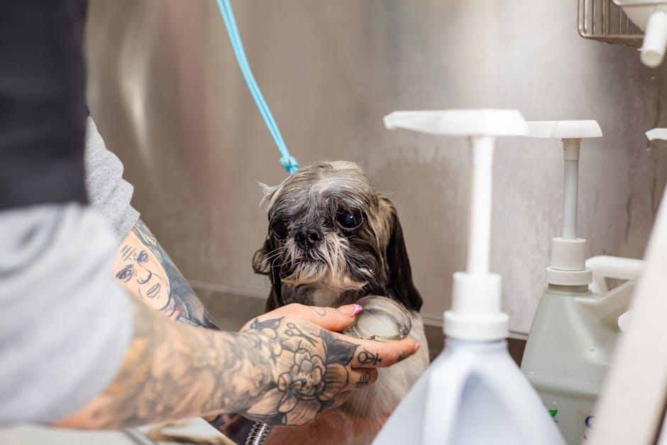 Creating an Allergy-Friendly Grooming Routine for Your Dog