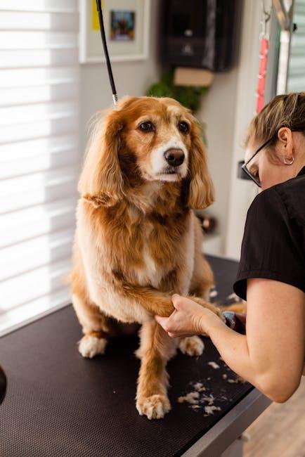 Expert Tips for Safe and Stress-Free Grooming Sessions