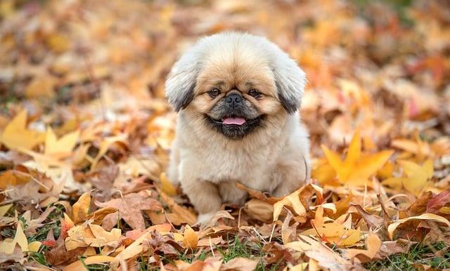 How to deal with excessive shedding in dogs