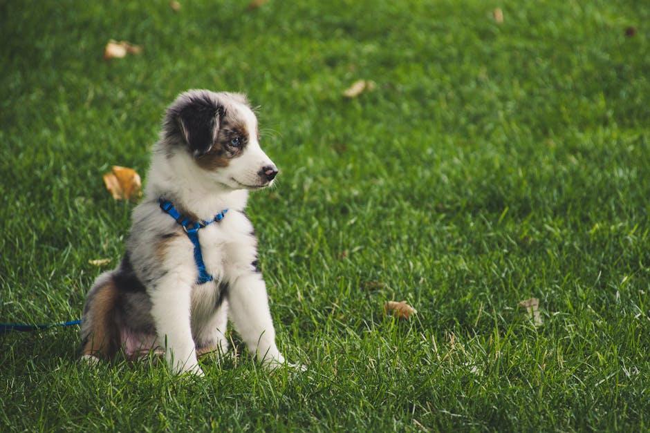 Choosing the Right Leash and Harness for Maximum Control