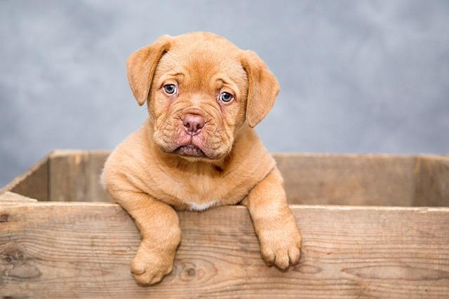 Should Dogs Be Tied Up Outside