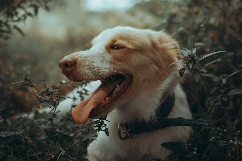 Choosing the Right Anti Bark Collar for Your Dog