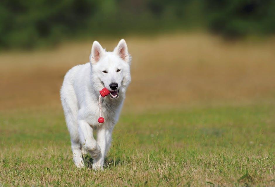 Utilizing Play and Exercise to Promote Good Behavior