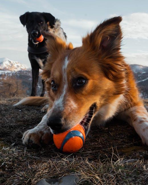 Can Toys Help Dogs with Separation Anxiety