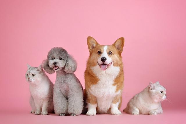 Understanding Your Dogs Behavior and Motivation